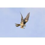 Canon RF 200–800 mm F6.3–9 IS USM - Imagen 12