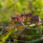 Viltrox AF 50mm F2.0 Air Sony FE - Imagen 3