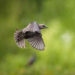 Sony Alpha 7R V Body - Imagen 4